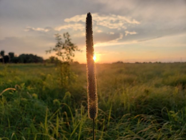 Negri-Nepote Grasslands Preserve - Joseph Villuri