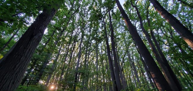 Bunker Hill and Franklin Park Natural Area - Vincent Villuri