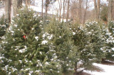 Recycle Christmas Trees At Colonial Park