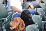 Dogs Have Their Day At TD Bank Ball Park