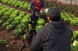 Rutgers Cooperative Extension Offers A High Tunnel Winter Lettuce Workshop