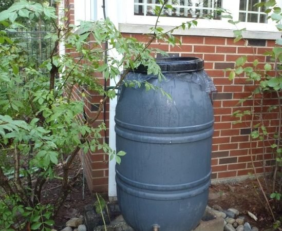 rain barrel