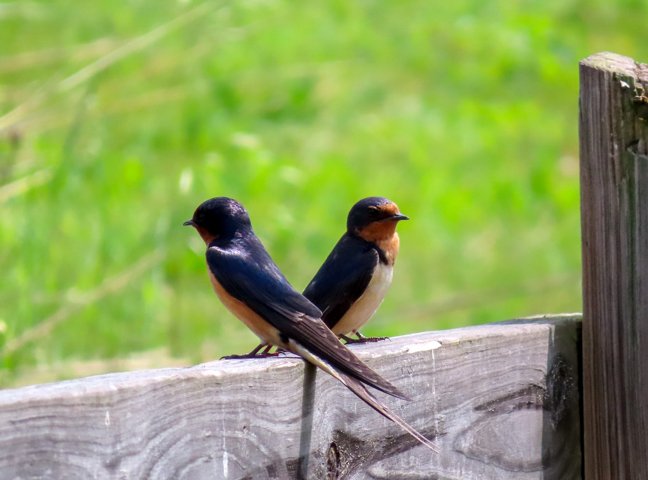 Barn Swallows on a Break - Mariana Giancola
