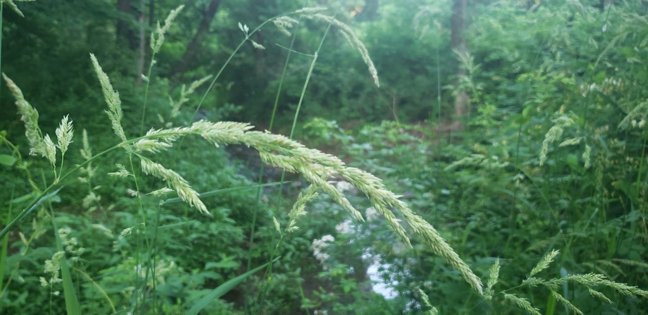 Butler Road Natural Area - Deva Villuri