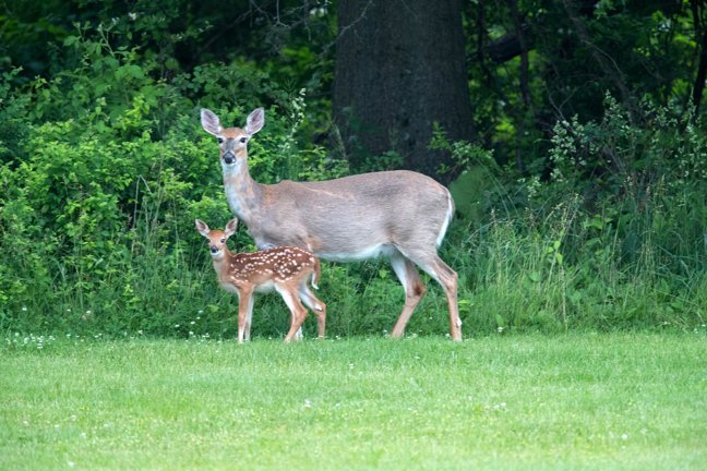 Deer Mom and Baby - Navjot Singh