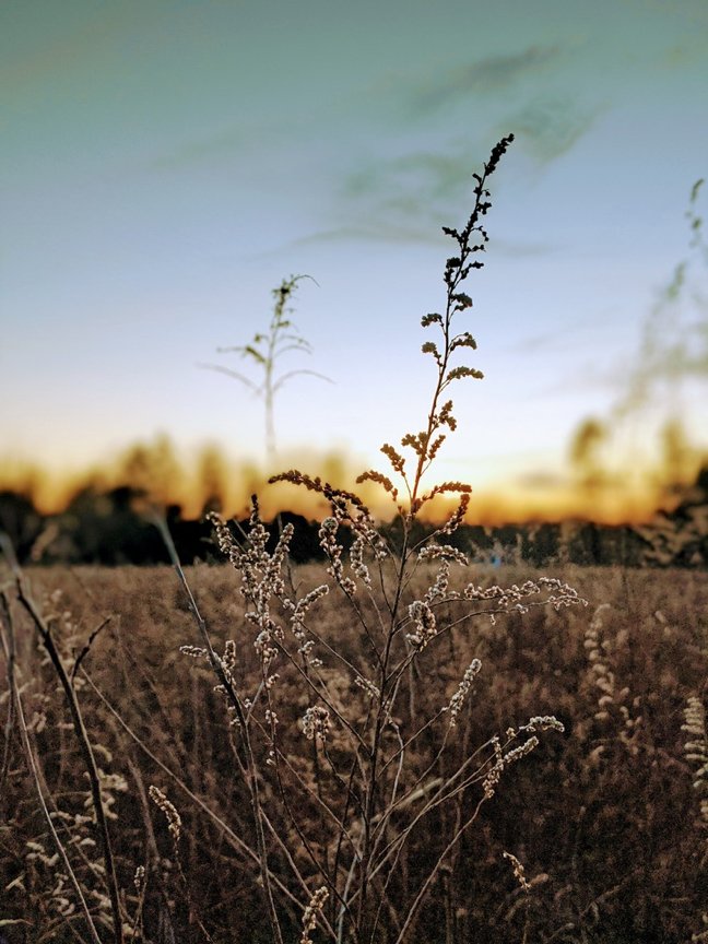 The Evening Grass - Suresh Venkatesh